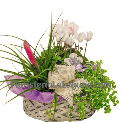 Cesta de Plantas
