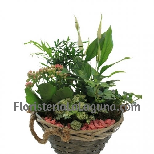 Cesta de plantas