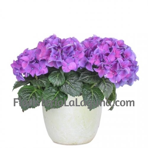 Planta Hortensia