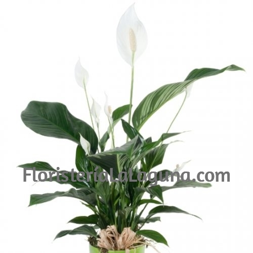 Planta Spathiphyllum