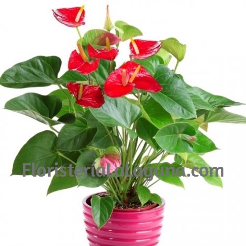Planta de Anthurium