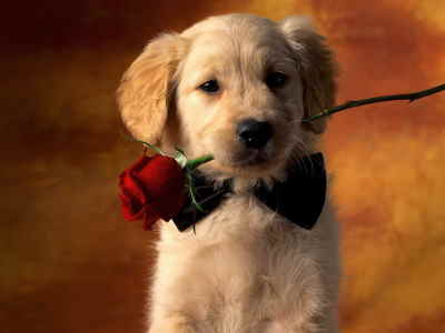 Ramo de 10 Rosas, Enviar Rosas Rojas a Domicilio, Ramos de Rosas Baratos, Ramos de Rosas para Regalo, Floristería Online