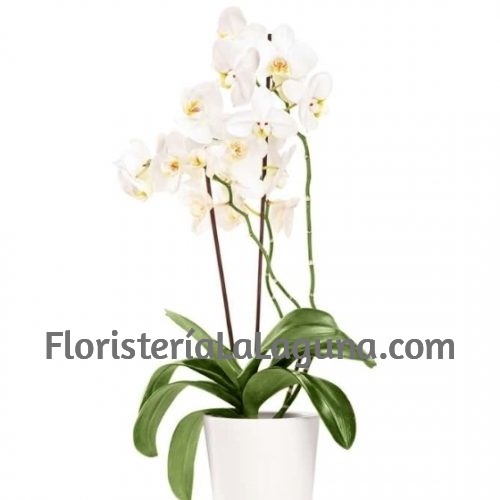 Orquídea Blanca plata