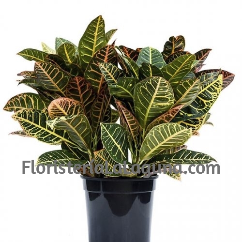 Planta para regalo