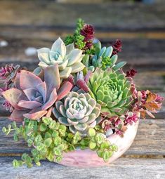 Planta Dieffenbachia, Planta de Regalo, Planta Ornamental, Planta de Cuidados Sencillos, Floristería Online, Floristería La Flor