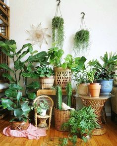 Cesta Plantas Canadá, Cesta de Plantas para Nacimiento, Cesta de Plantas para Cumpleaños, Arte Floral, Cestas de Plantas de Regalo