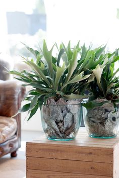 Planta Dieffenbachia, Planta de Regalo, Planta Ornamental, Planta de Cuidados Sencillos, Floristería Online, Floristería La Flor
